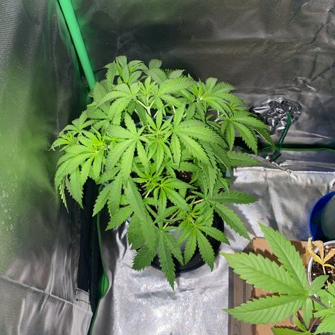 Black Jack F1 Fast Version growlog timeline photo