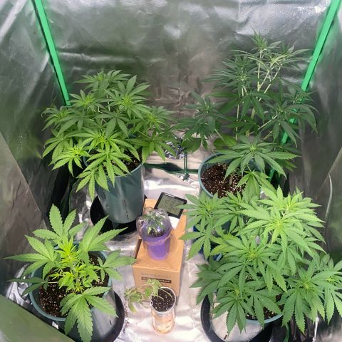 Black Jack F1 Fast Version growlog timeline photo