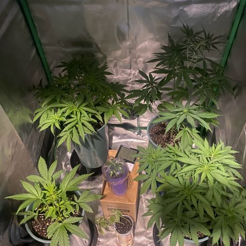 Black Jack F1 Fast Version growlog timeline photo