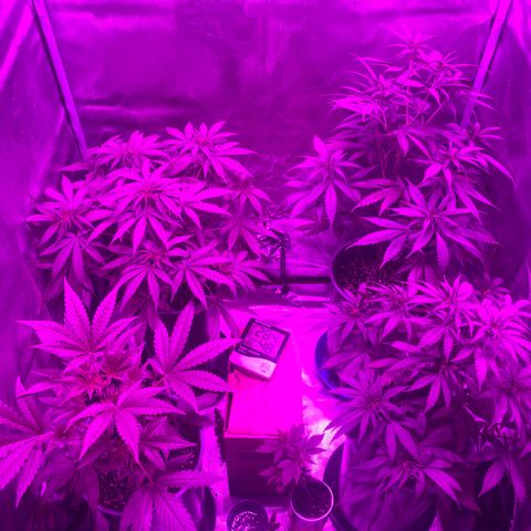 Black Jack F1 Fast Version growlog timeline photo