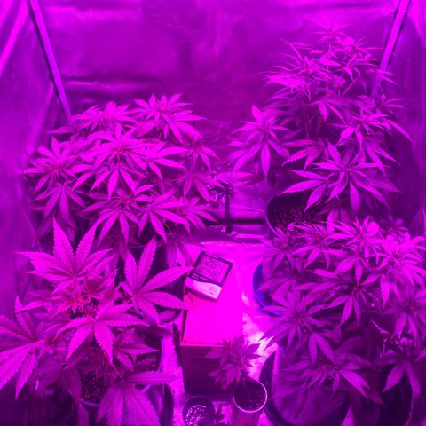 Black Jack F1 Fast Version growlog timeline photo