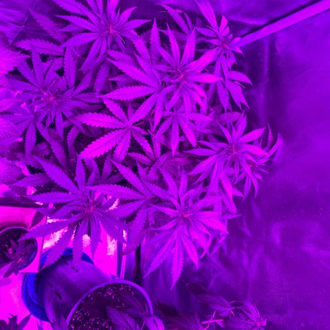 Black Jack F1 Fast Version growlog timeline photo