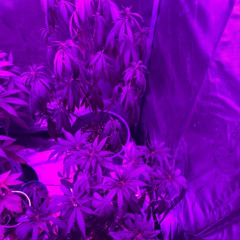 Black Jack F1 Fast Version growlog timeline photo