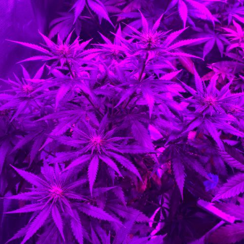 Black Jack F1 Fast Version growlog timeline photo
