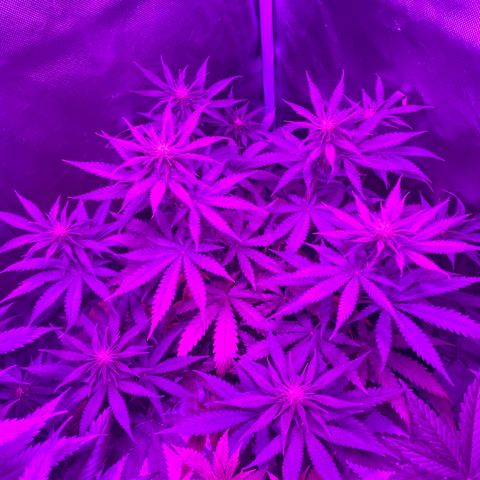 Black Jack F1 Fast Version growlog timeline photo