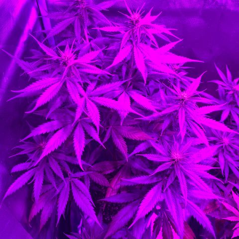 Black Jack F1 Fast Version growlog timeline photo