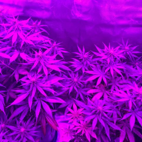 Black Jack F1 Fast Version growlog timeline photo