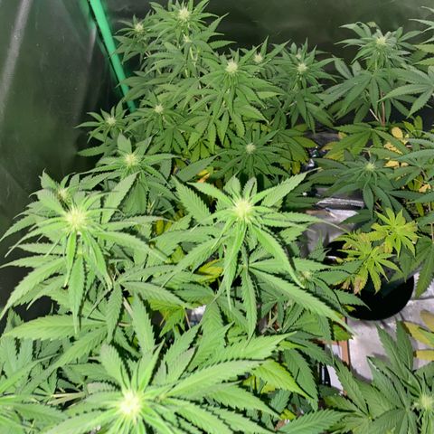 Black Jack F1 Fast Version growlog timeline photo