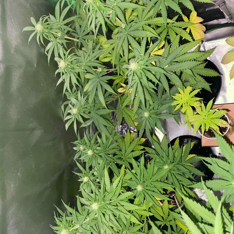 Black Jack F1 Fast Version growlog timeline photo