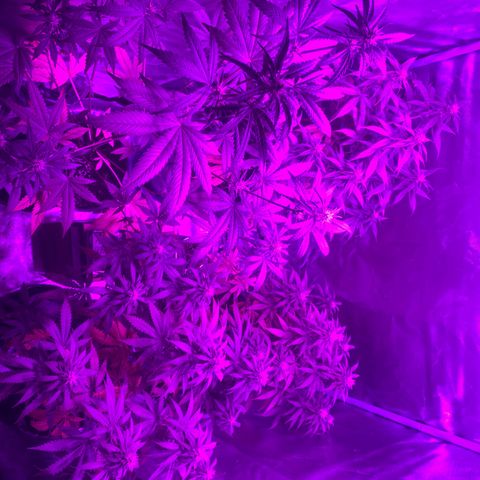 Black Jack F1 Fast Version growlog timeline photo