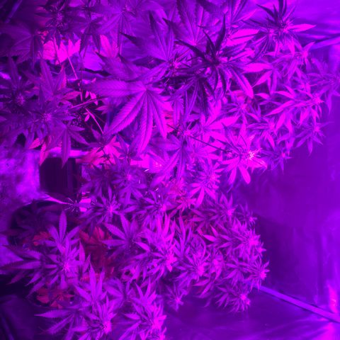 Black Jack F1 Fast Version growlog timeline photo