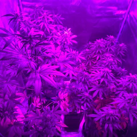 Black Jack F1 Fast Version growlog timeline photo