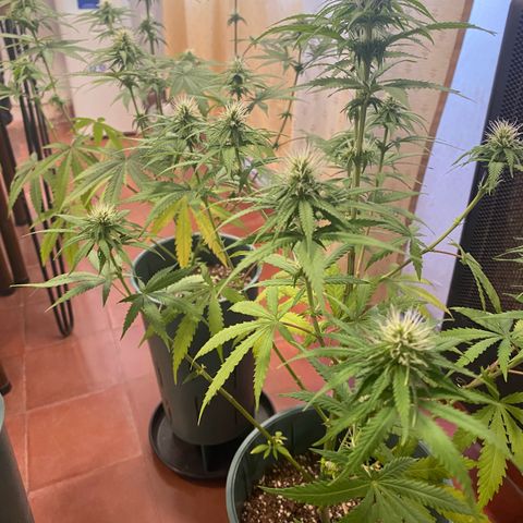 Black Jack F1 Fast Version growlog timeline photo