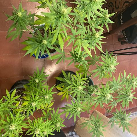 Black Jack F1 Fast Version growlog timeline photo