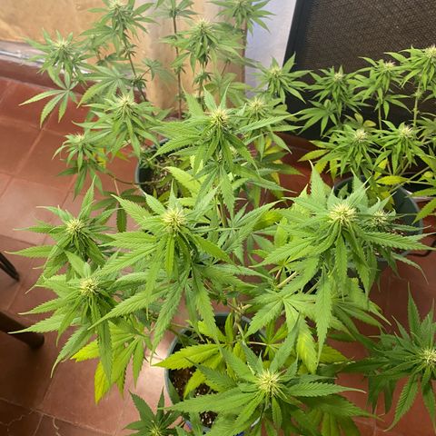 Black Jack F1 Fast Version growlog timeline photo