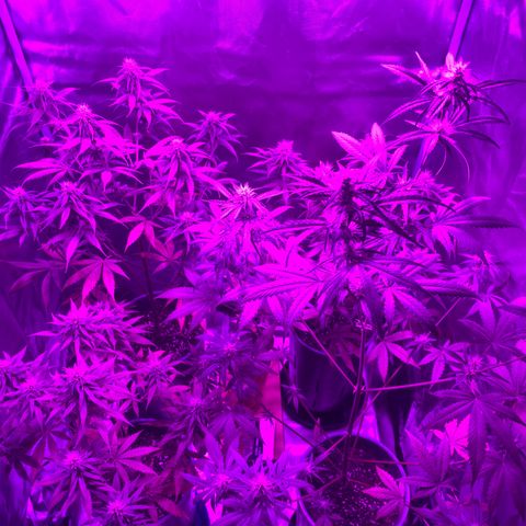 Black Jack F1 Fast Version growlog timeline photo