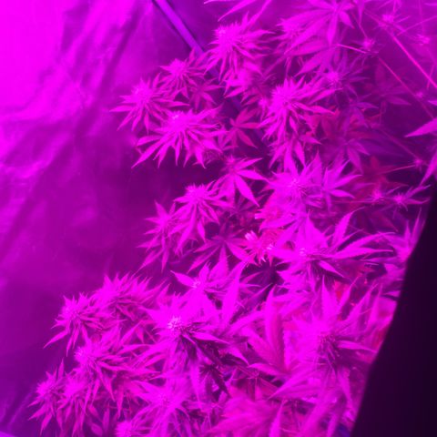 Black Jack F1 Fast Version growlog timeline photo
