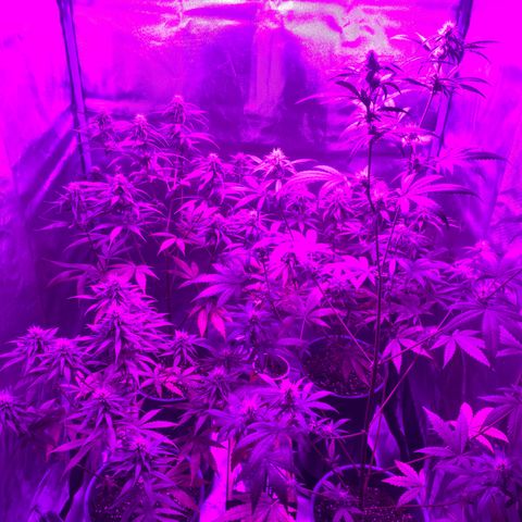 Black Jack F1 Fast Version growlog timeline photo