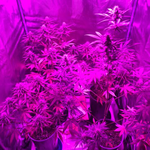 Black Jack F1 Fast Version growlog timeline photo