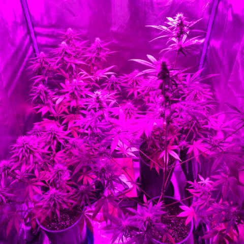 Black Jack F1 Fast Version growlog timeline photo