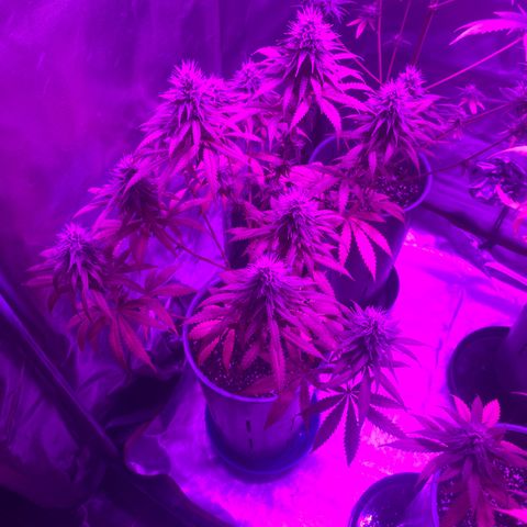 Black Jack F1 Fast Version growlog timeline photo