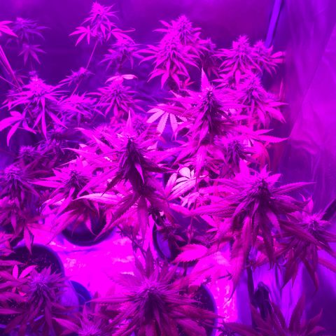 Black Jack F1 Fast Version growlog timeline photo