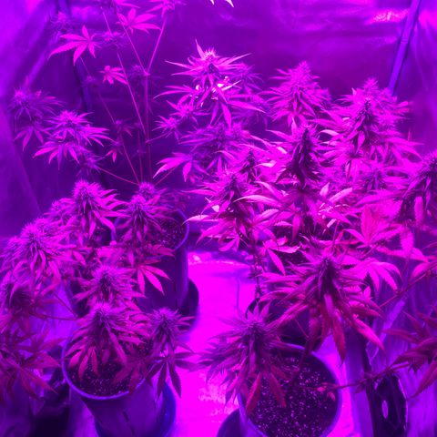 Black Jack F1 Fast Version growlog timeline photo