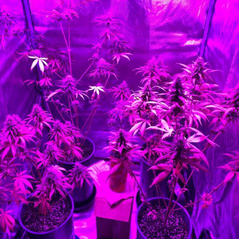 Black Jack F1 Fast Version growlog timeline photo