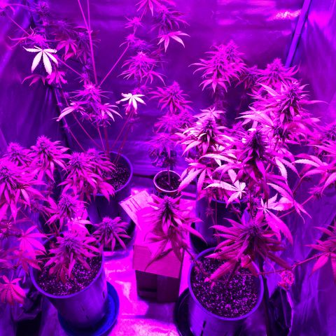 Black Jack F1 Fast Version growlog timeline photo