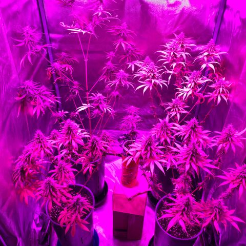 Black Jack F1 Fast Version growlog timeline photo