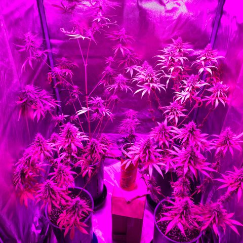 Black Jack F1 Fast Version growlog timeline photo