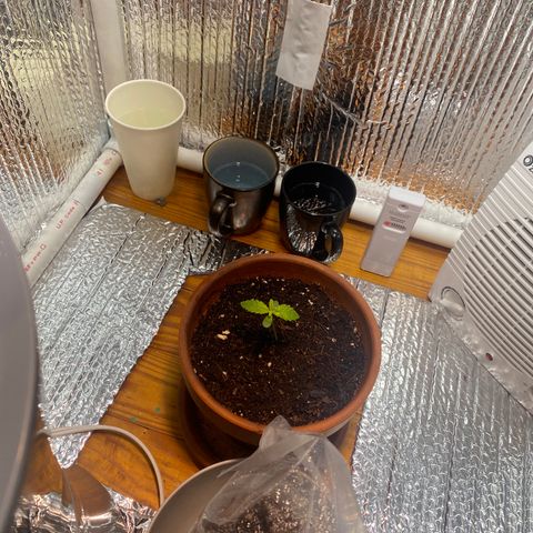 Samson growlog photo: Starting the 18/6 light cycle