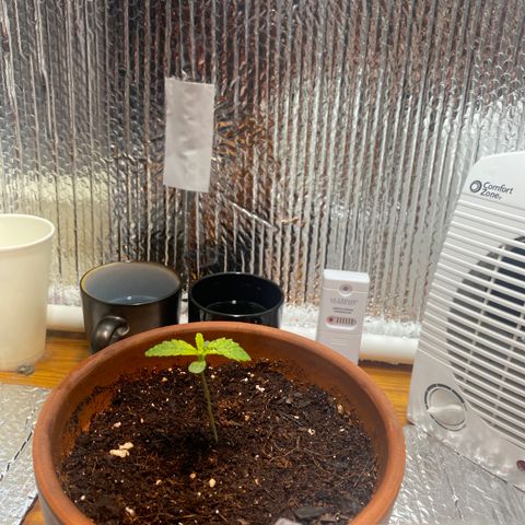 Samson growlog photo: Starting the 18/6 light cycle