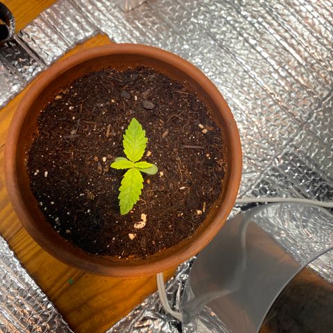 Samson growlog timeline photo