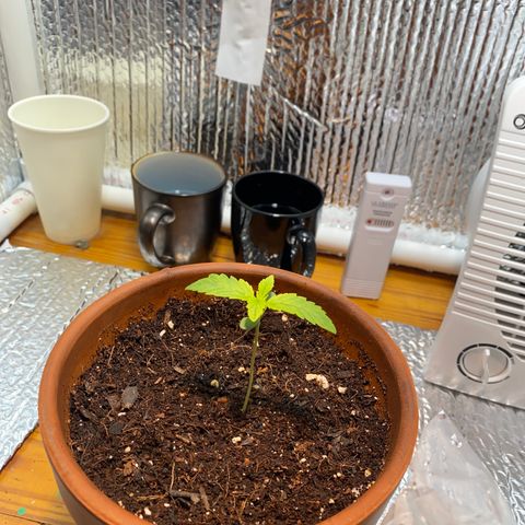 Samson growlog timeline photo