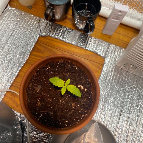 Samson growlog timeline photo
