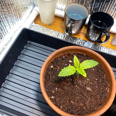 Samson growlog timeline photo