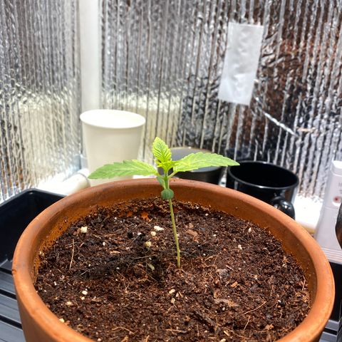 Samson growlog timeline photo