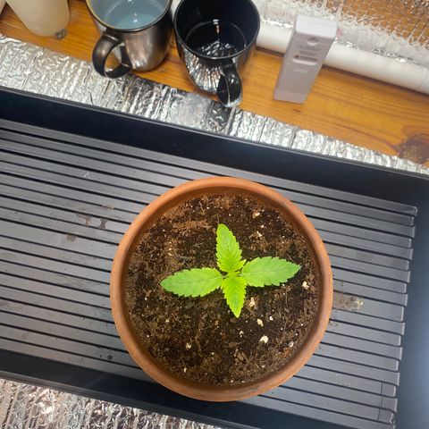 Samson growlog timeline photo