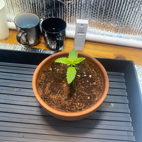 Samson growlog timeline photo