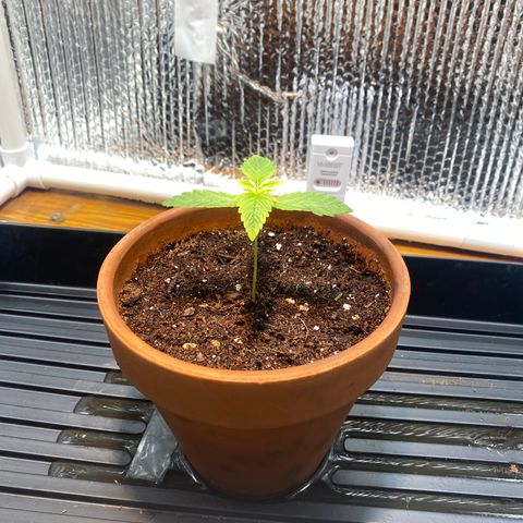 Samson growlog timeline photo