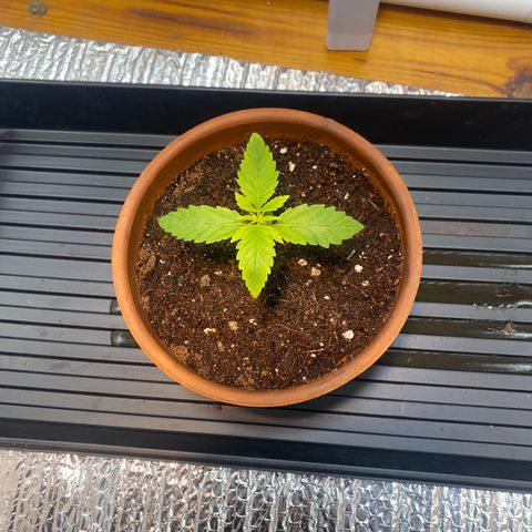 Samson growlog timeline photo