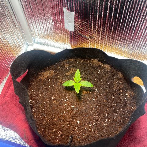 Samson growlog timeline photo