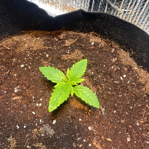 Samson growlog timeline photo