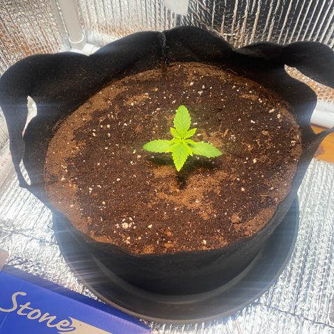 Samson growlog timeline photo