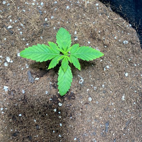 Samson growlog timeline photo