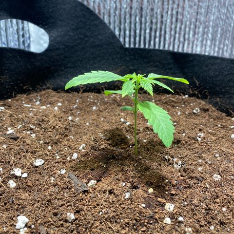 Samson growlog timeline photo