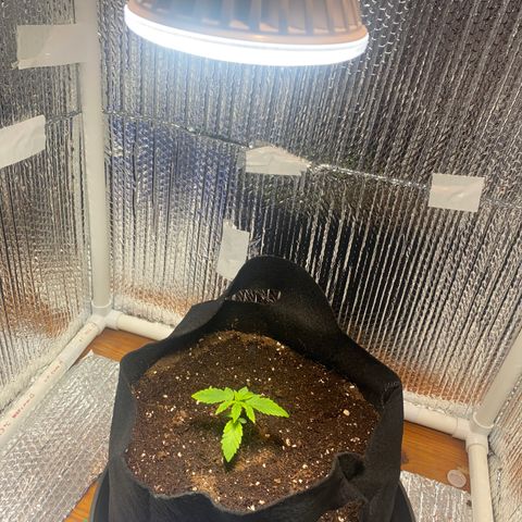 Samson growlog timeline photo