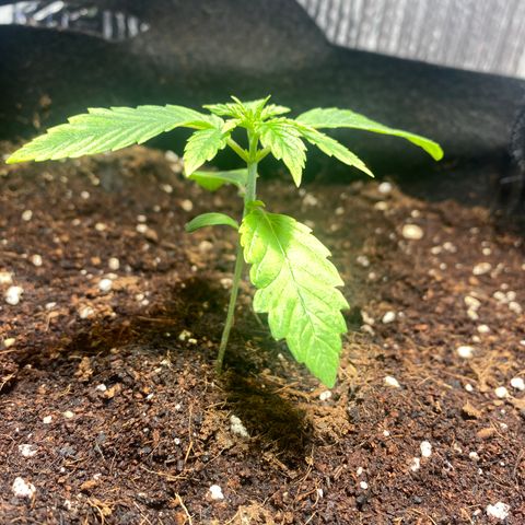 Samson growlog timeline photo