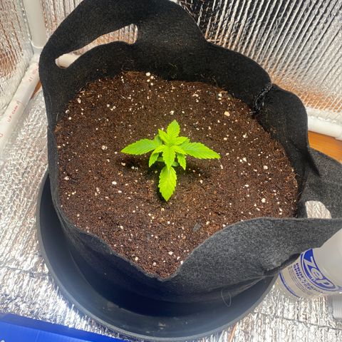 Samson growlog timeline photo